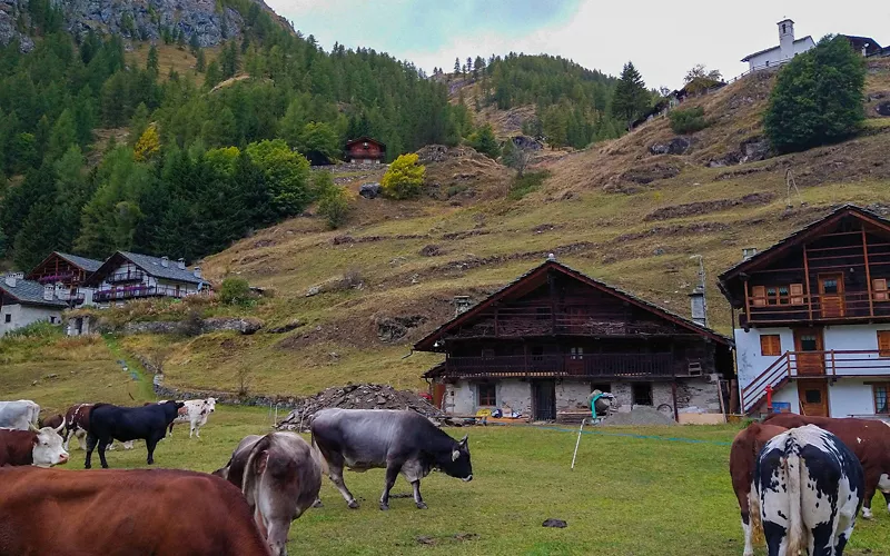 Gressoney Saint-John, mucche