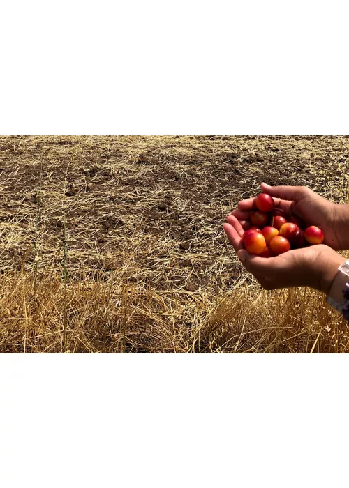 Camminare con gusto: alla scoperta dei sapori della Via Francigena nel Sud