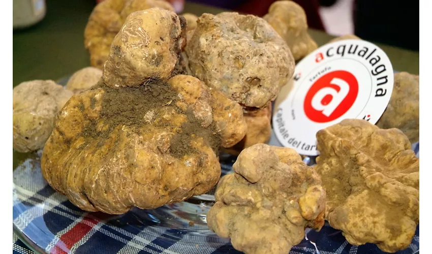 acqualagna_tartufo_bianco_3