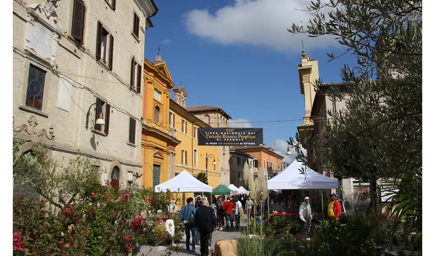 fiera-tartufo-bianco-pergola-1