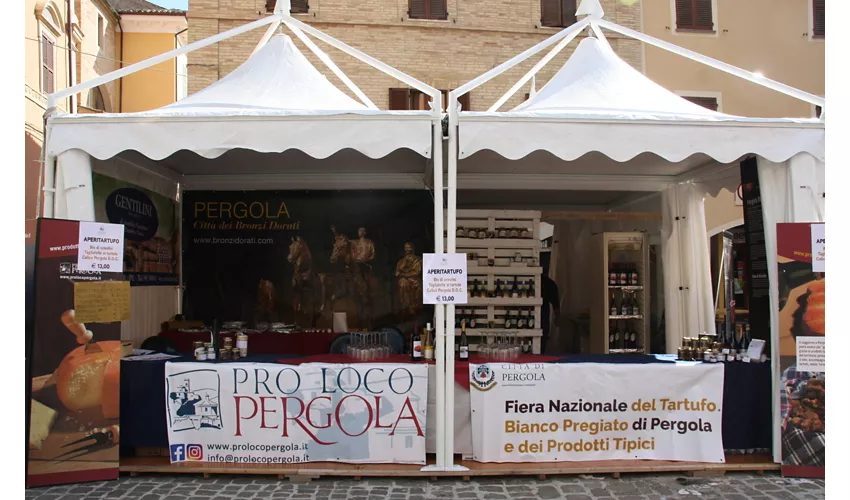 fiera-tartufo-bianco-pergola-2