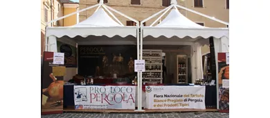fiera-tartufo-bianco-pergola-2