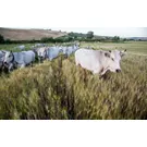 Die Tratturi del Molise