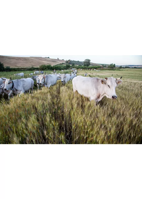 Die Tratturi del Molise