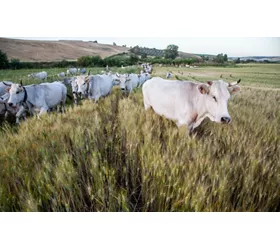 Las cañadas de Molise