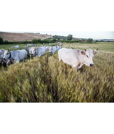 Las cañadas de Molise