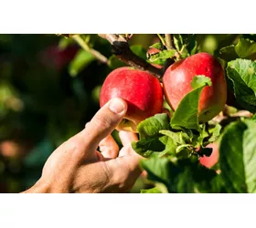 natural expo forlì 2024