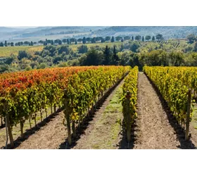 Wein und Olivenöl, die Schätze Umbriens