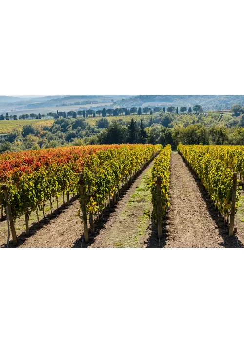 Wein und Olivenöl, die Schätze Umbriens