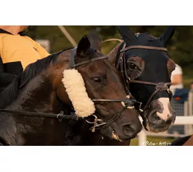 palio di feltre