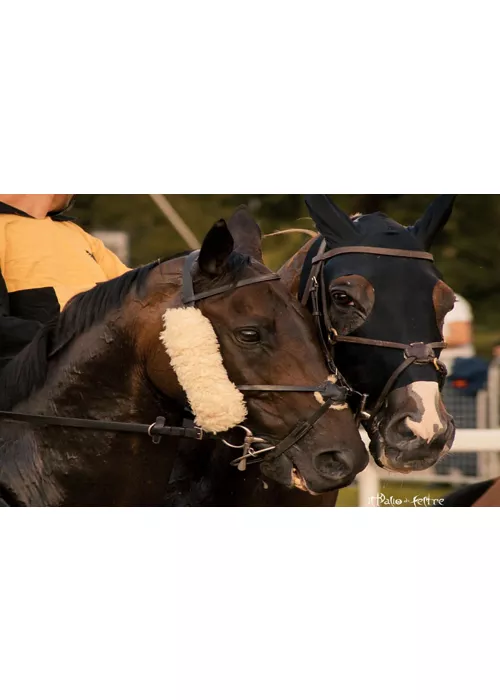 palio di feltre