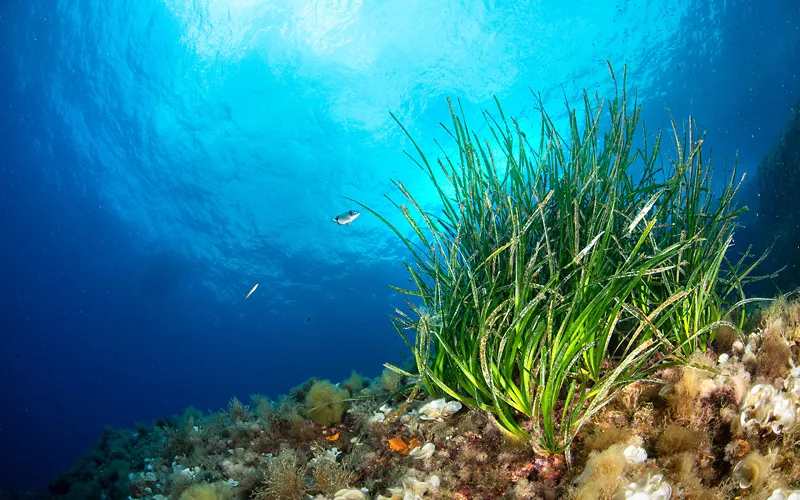 O navio lapidário de Lerici