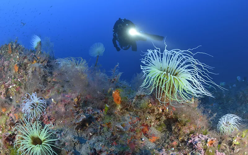 In sehr flachen Gewässern. Das Wrack von Cala Rossano in Ventotene