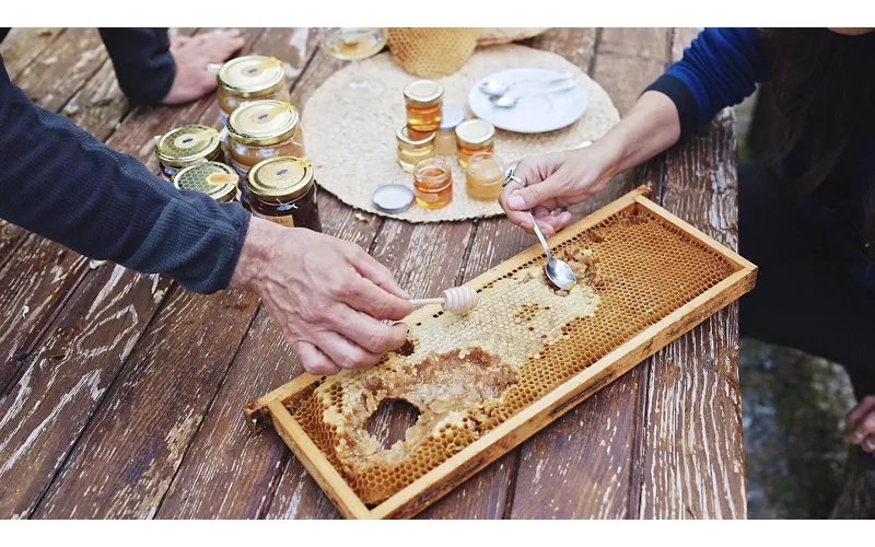 Miels des Marches : essence des territoires régionaux