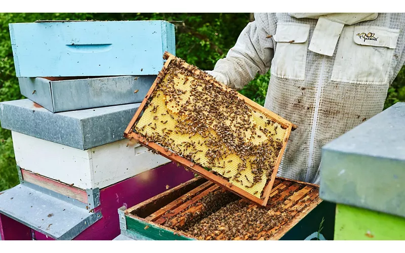 O projeto Marche di Miele