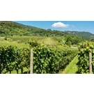 Veneto di vino