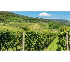 Veneto di vino