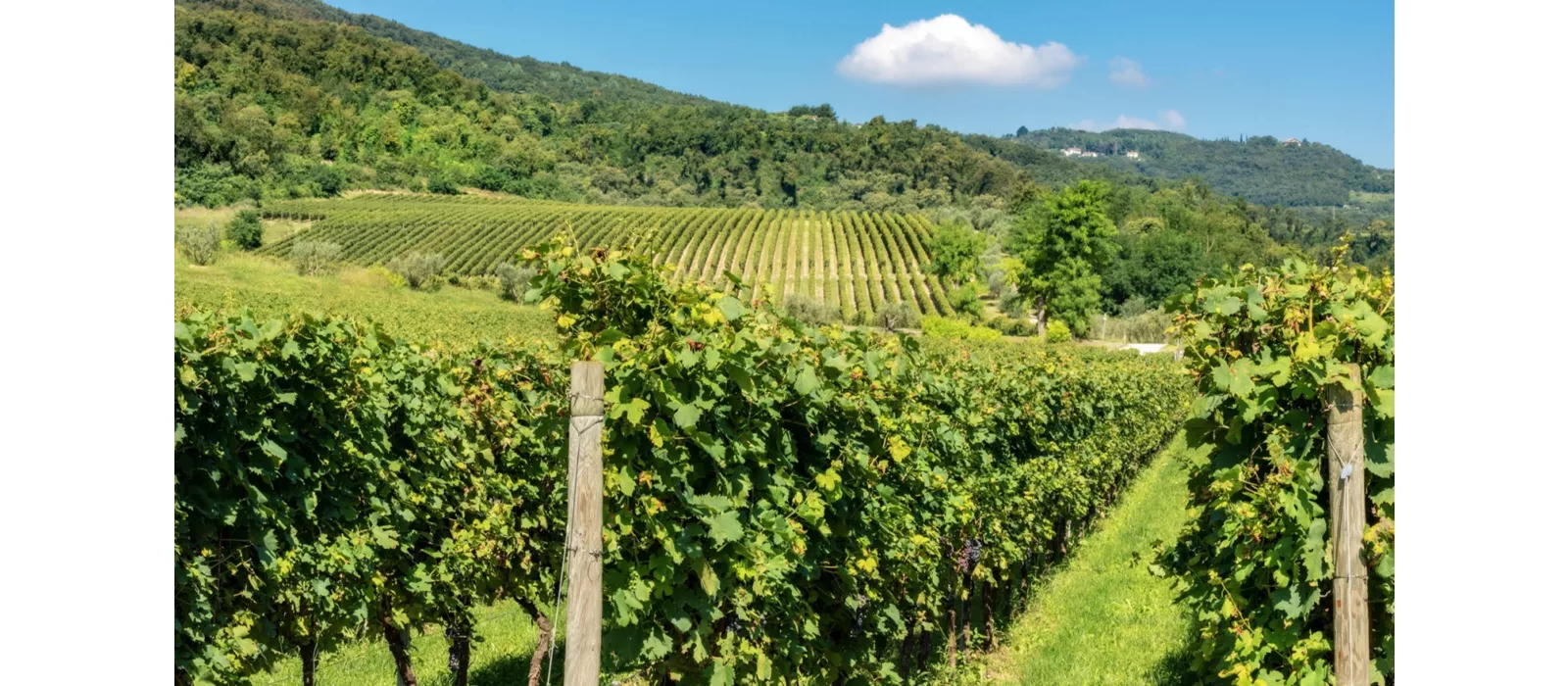 Veneto di vino