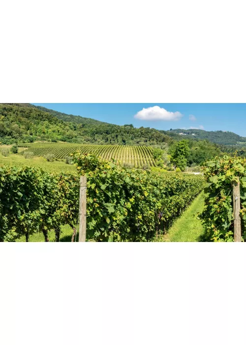 Veneto di vino