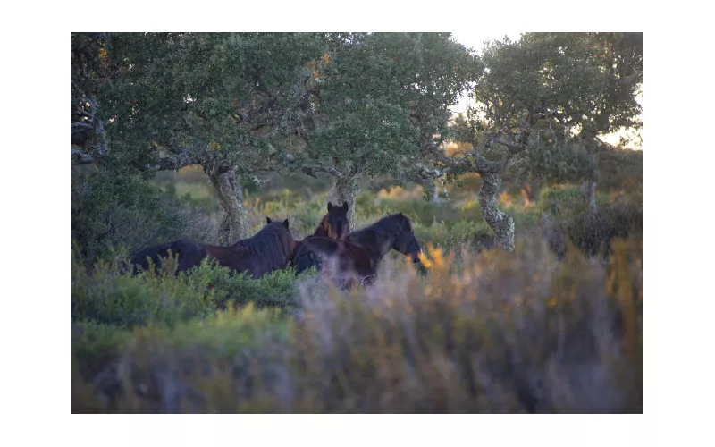 Passopisciaro: conclusione del trekking a cavallo sull’Etna
