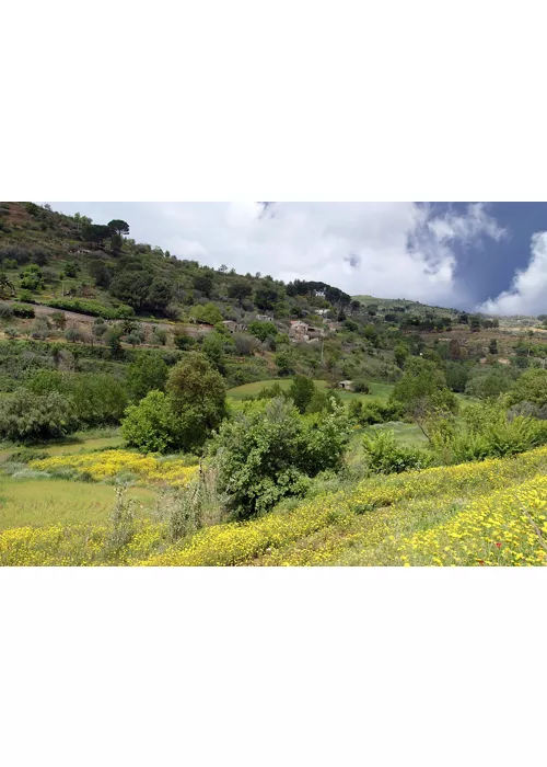 Passopisciaro