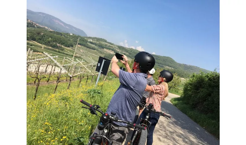 Vigneti della Valpolicella: Tour in e-bike con degustazione di vini