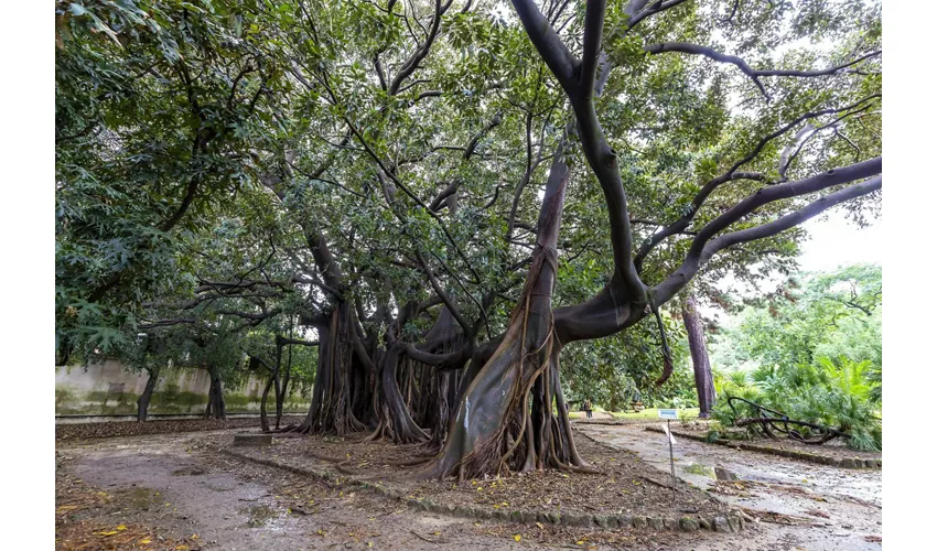 Jardín Botánico de Palermo: Entrada