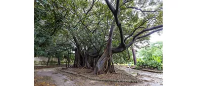 Jardín Botánico de Palermo: Entrada