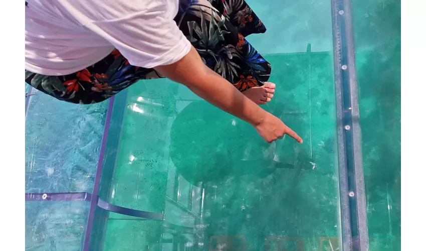 Siracusa: Tour in barca trasparente della costa e delle grotte marine + sosta per nuotare