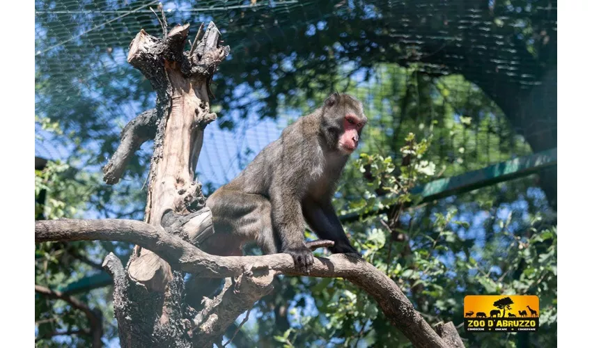 Jardim Zoológico de Abruzzo: bilhete de entrada