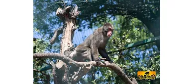 Jardim Zoológico de Abruzzo: bilhete de entrada