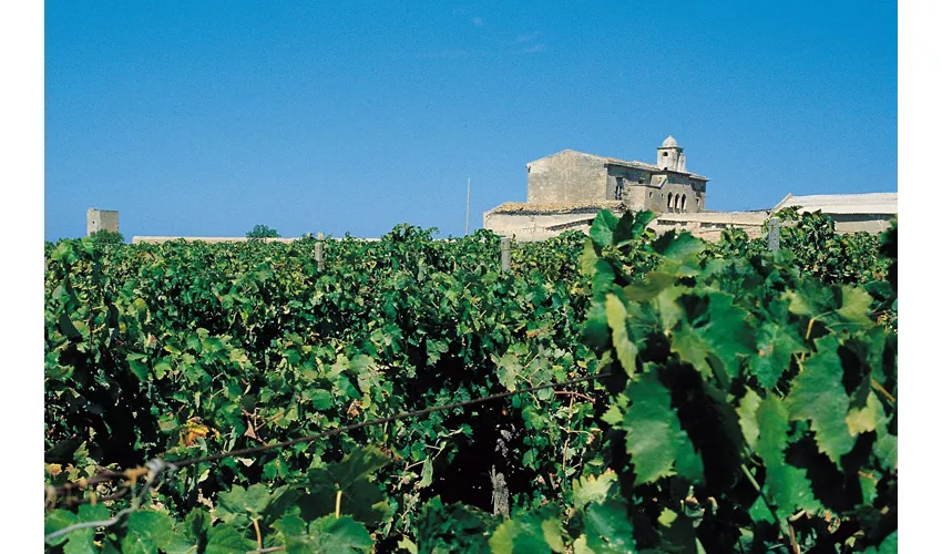 Cata de vinos en la histórica bodega Alagna de Marsala