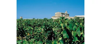 Cata de vinos en la histórica bodega Alagna de Marsala