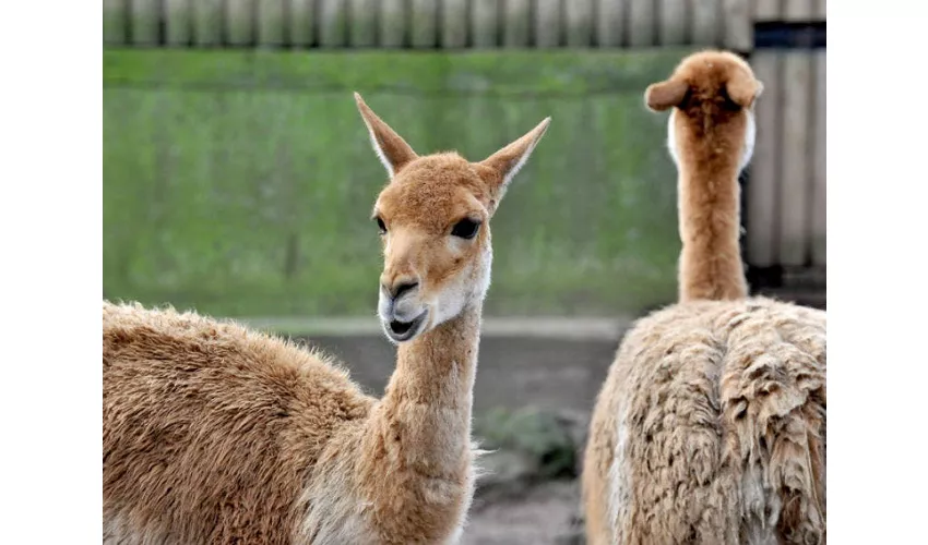 Bioparco di Roma: Biglietto con accesso rapido