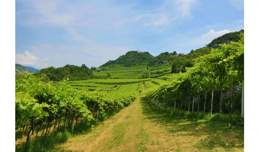 Valpolicella: Degustación de comida y aceite de oliva + Transporte opcional