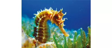 Parco Tematico Oltremare: Biglietto d'ingresso