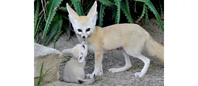 Bioparco di Roma: Biglietto d'ingresso + Panino