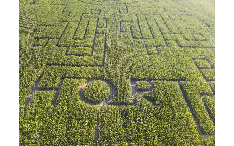 Le labyrinthe de maïs de Senigallia : nature, jeu et aventure dans les champs (AN)
