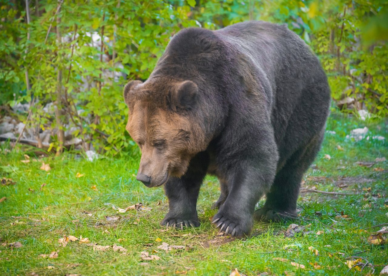 National Park of Abruzzo, Lazio and Molise (Italy) - The autumn with foliage in the italian mountain natural reserve, with little towns, wild animals, Barrea Lake. Here: the marsican bear