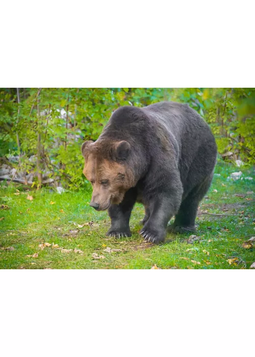 Nationalpark Abruzzen, Latium und Molise