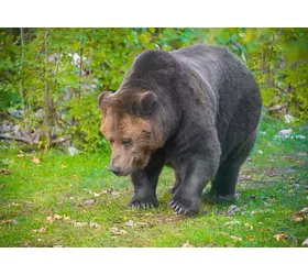 Parco Nazionale d’Abruzzo, Lazio e Molise