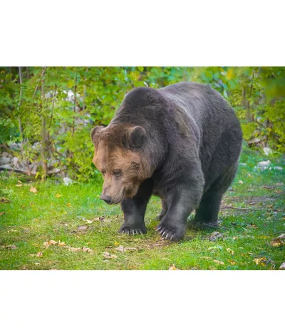 Parco Nazionale d’Abruzzo, Lazio e Molise