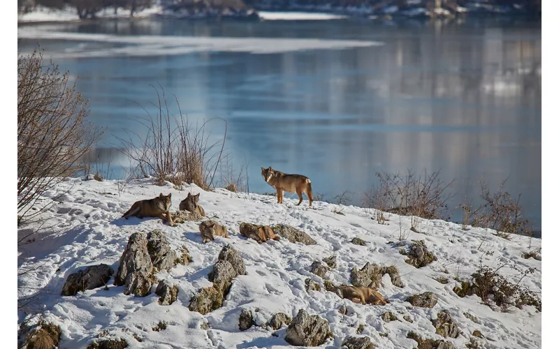 Wolf, Abruzzo, Lazio and Molise National Park