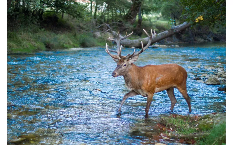 Abruzzo, Lazio and Molise National Park