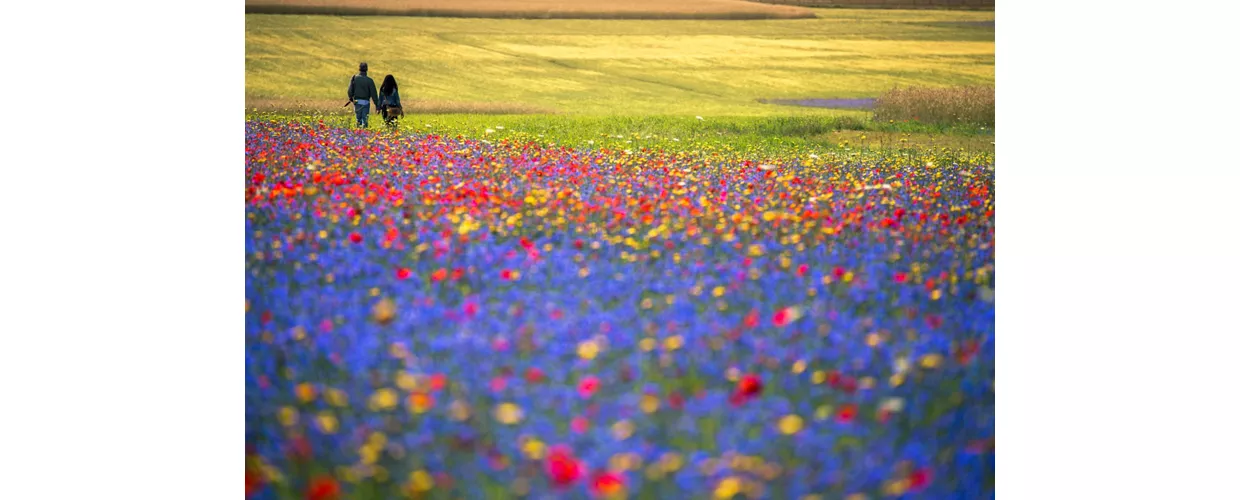 Monti Sibillini — The Piano Grande, the Fioritura, and the Wildest Landscape in Le Marche