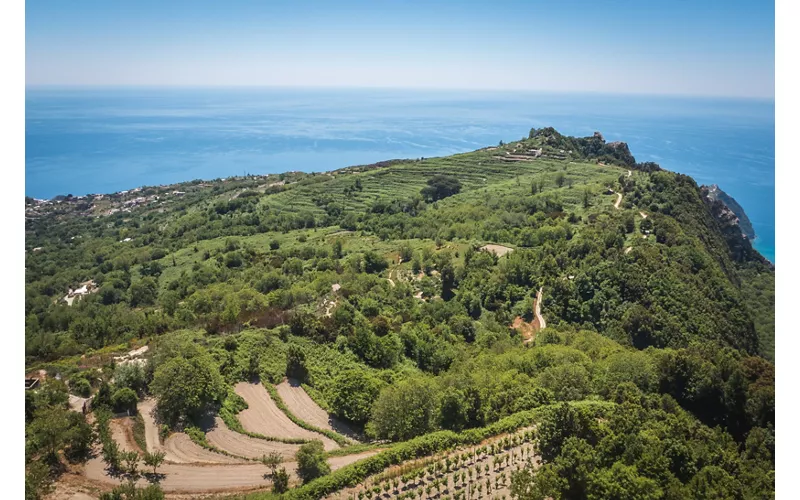 Vineyard on the hills of the island of Ischia - Ischia, Campania