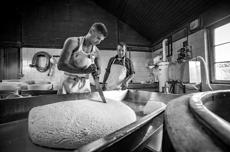 Asiago cheese production - Veneto