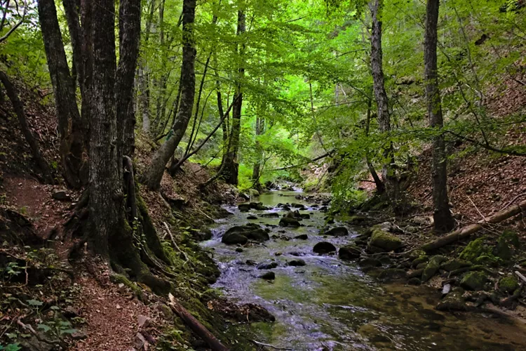 View of a stream in the middle of the woods in Sila National Park