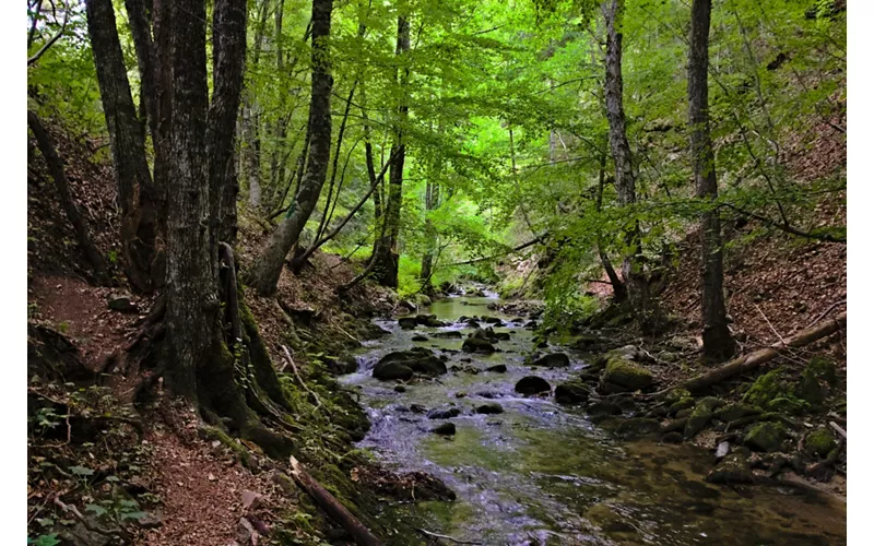 Boschi della Sila, Parco Nazionale della Sila - Calabria