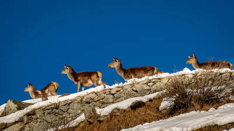 Stelvio National Park